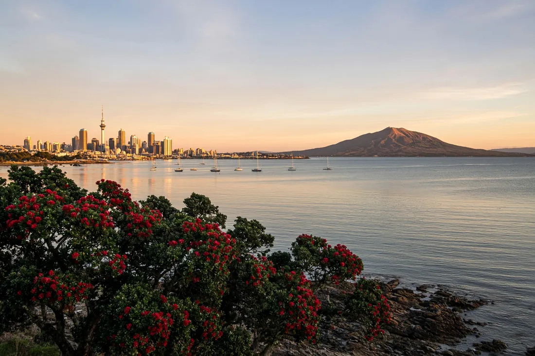 Auckland skyline and Rangitoto across the harbour at sunset, with pohutukawa in the foreground