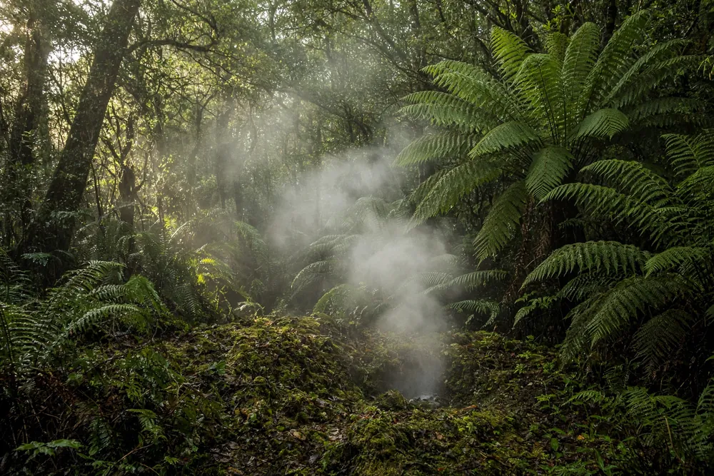 Morning mist through native bush near Rotorua, New Zealand